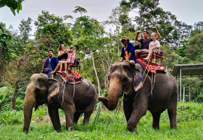 Na Muang Waterfall 1 Tour with Samui Elephant Trekking – Self Arrival